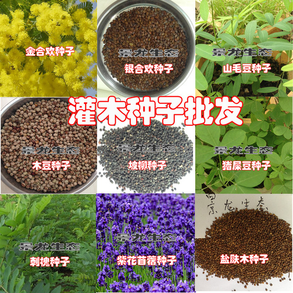 灌木种子批发.jpg