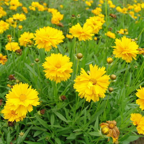 金鸡菊1.jpg