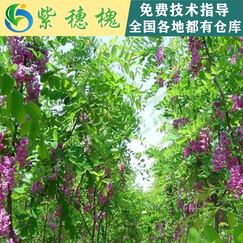 紫穗槐1.jpg