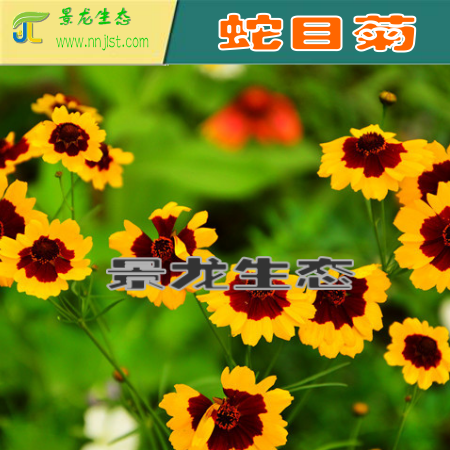 蛇目菊.png