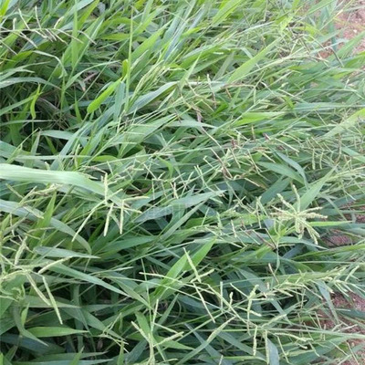 广西哪有宽叶雀稗卖