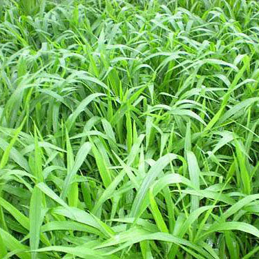 广西哪有宽叶雀稗卖